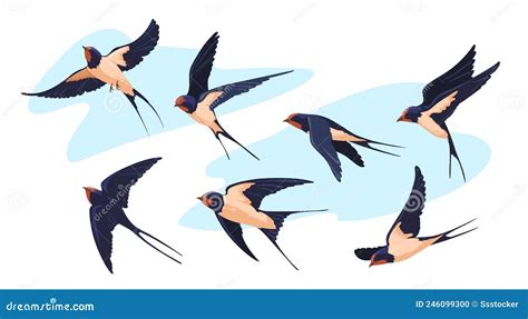 swallow picture|35,035 Swallow Bird Stock Photos & High.